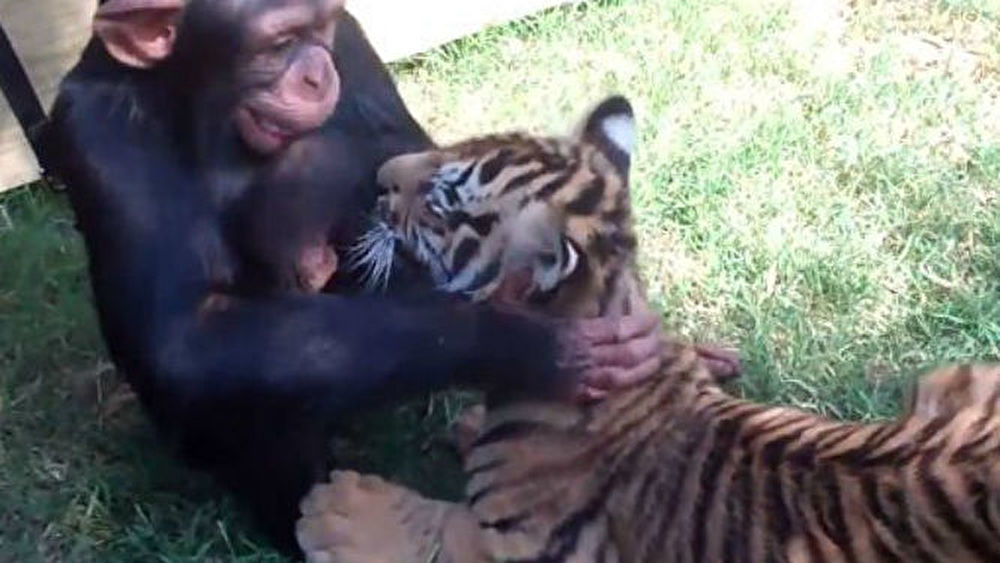 14293961854-Baby-Chimp-Tigers-and-Wolf-playing.jpg